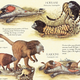Illustration for article titled The horrors of evolution: the 10 freakiest animals of speculative biology